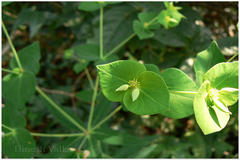 Euphorbia rothiana
